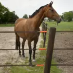 Bandklem 40mm (4 stuks) - Afbeelding 3