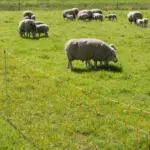 Schapennet, 90cm, 50m (dubbele pen) - Afbeelding 4