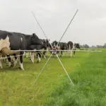 Rasterspin (5 stuks) - Afbeelding 2