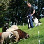 Quattro paal, 1m (10 stuks) - Afbeelding 3