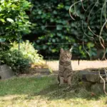 Gallagher honden en katten tuin kit, complete schrikdraad set voor in de tuin (50 cm) - Afbeelding 3