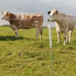 Geëlektrificeerde ring top paal (10 stuks) - Afbeelding 2