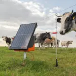 Geëlektrificeerde ring top paal (10 stuks) - Afbeelding 4